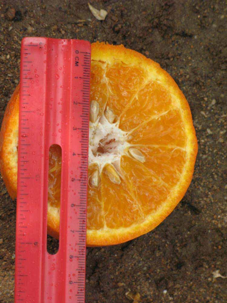            Fruit cross-section (Riverside, CA)   